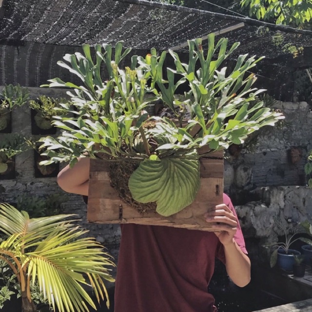 Platycerium ridleyii