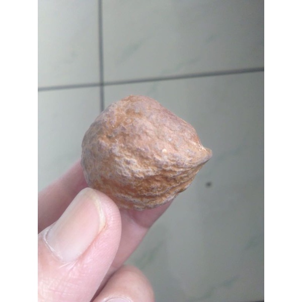 Muncang Adu Mayit Jawa Ori Kaliwiro Tua Jatuhan