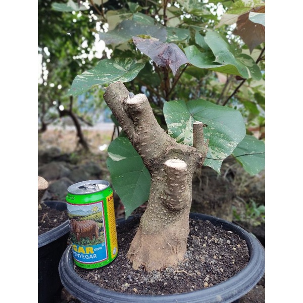 Bahan Bonsai Anting Putri Batang Putih