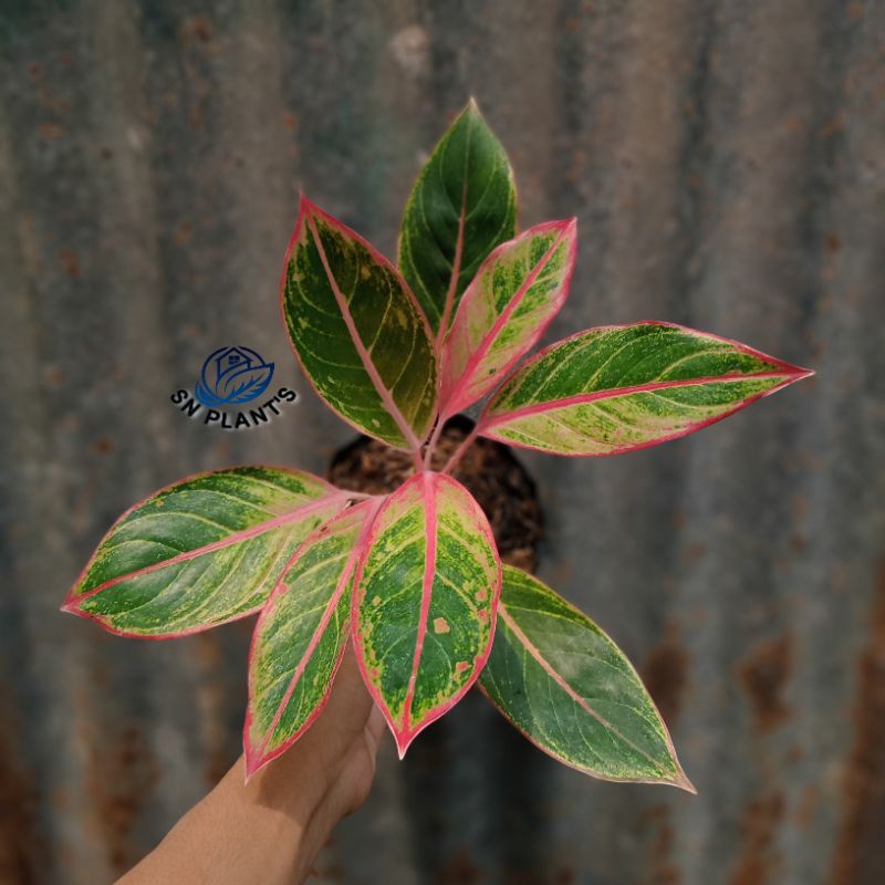 tanaman hias aglonema lipstik manilompek.