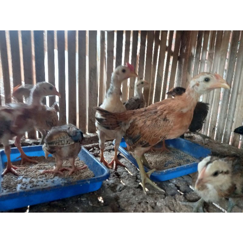 Ayam Kampung Yudistira Usia 1 Bulan