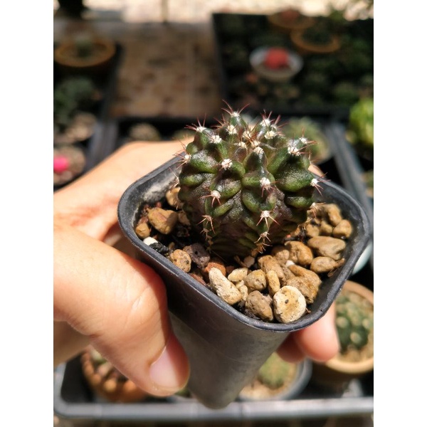 Kaktus t-lux hybrid cakep