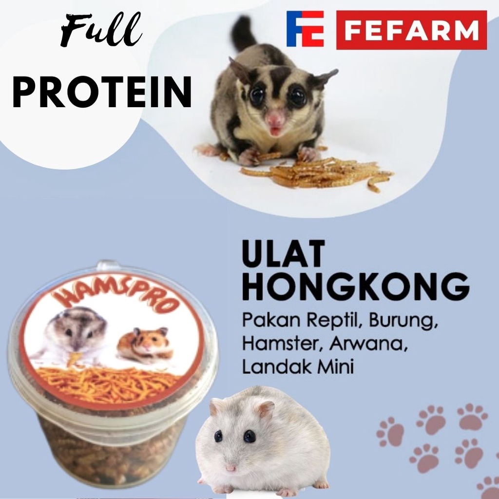 Ulat Hongkong Hamster Hamspro Kaya Akan Protein Tinggi FEFARM