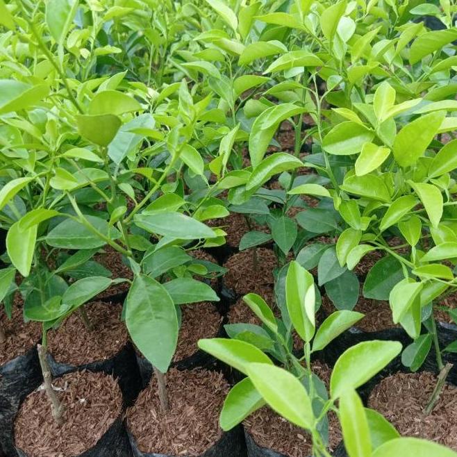 joss Tanaman jeruk limo, bibit jeruk limo, pohon jeruk limo viral