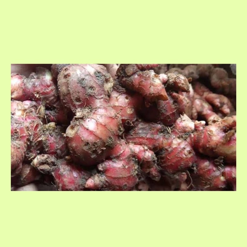 

Jahe merah / Jahe merah fresh