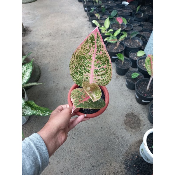 aglonema sinta / shinta daun lebar sesuai foto