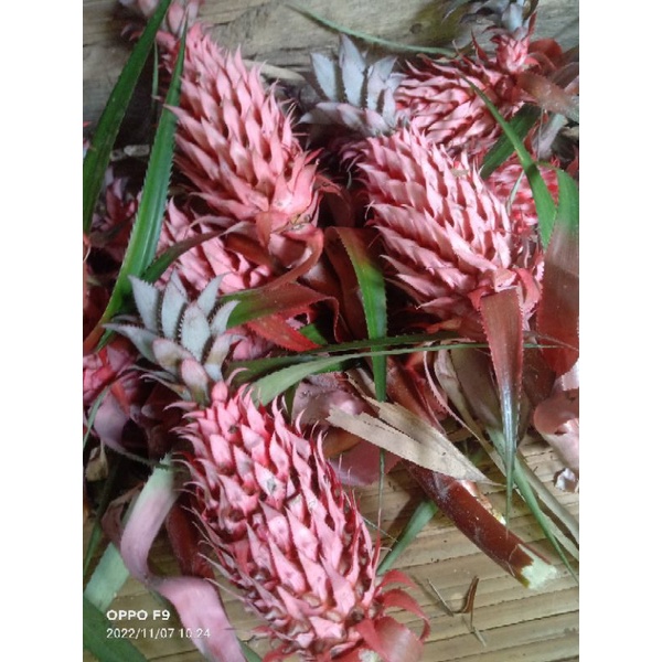 

paket 1kg nanas merah segar