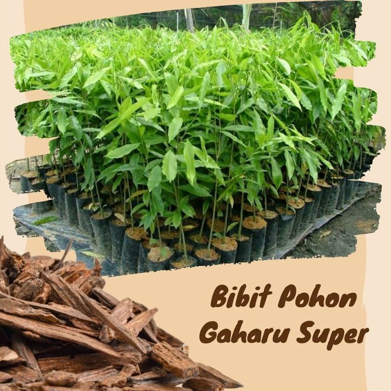 Bibit kayu gaharu super