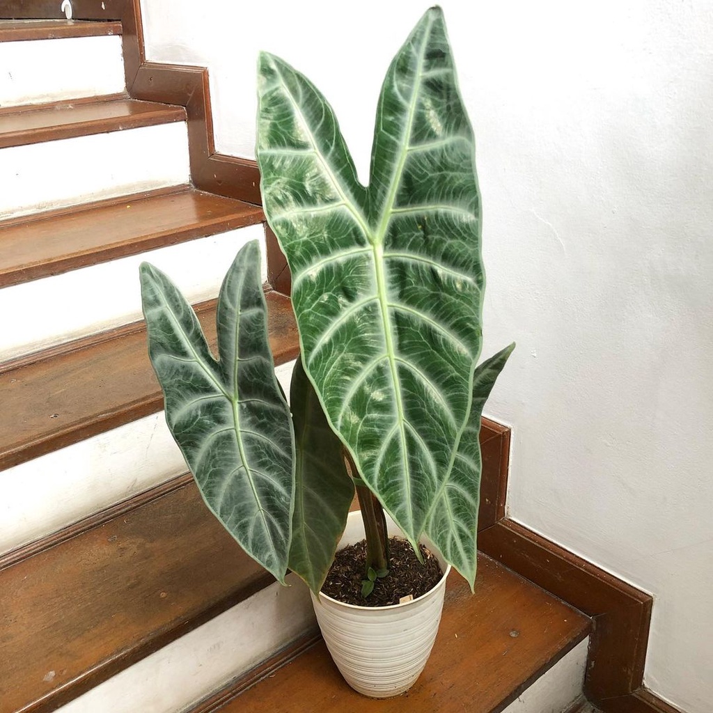 Alocasia Longiloba silver / keladi longi loba silver