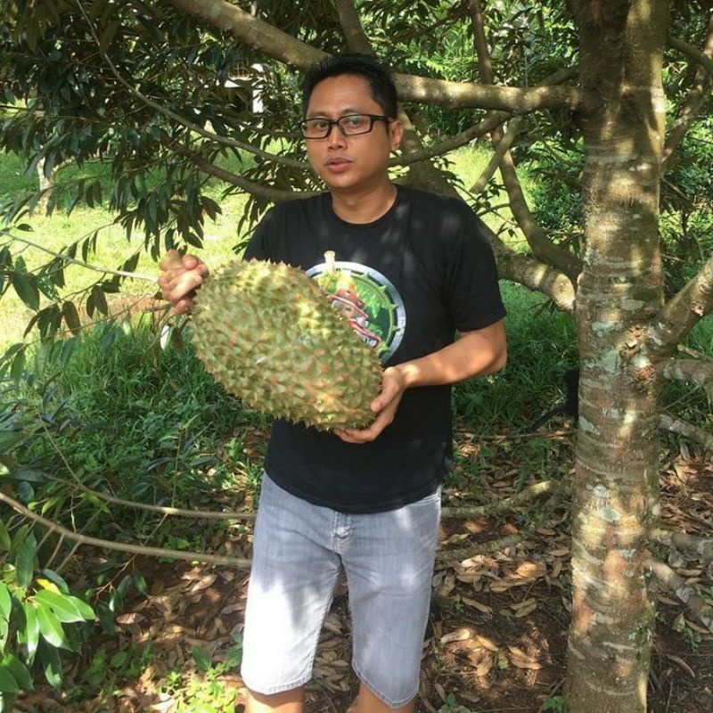 Pupuk Organik Pelebat Buah Dan Booster Durian Cepat Berbuah Lebat