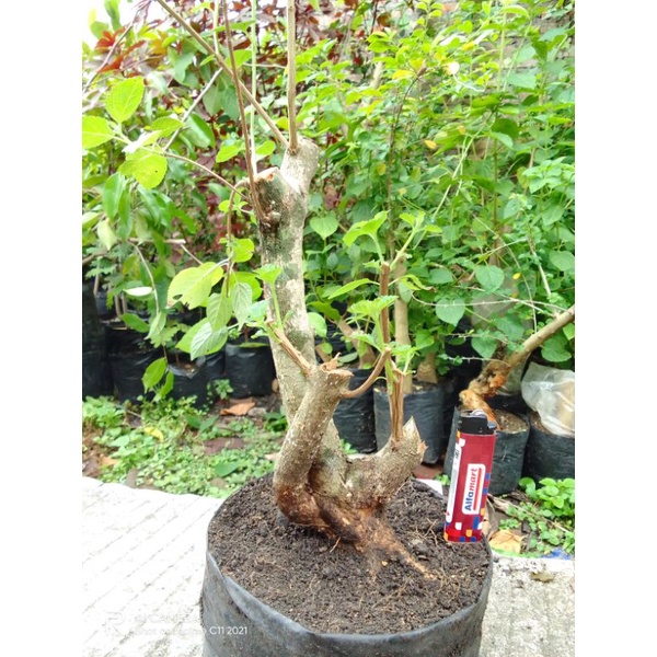 Bahan bonsai lantana bunga orange berkarakter.