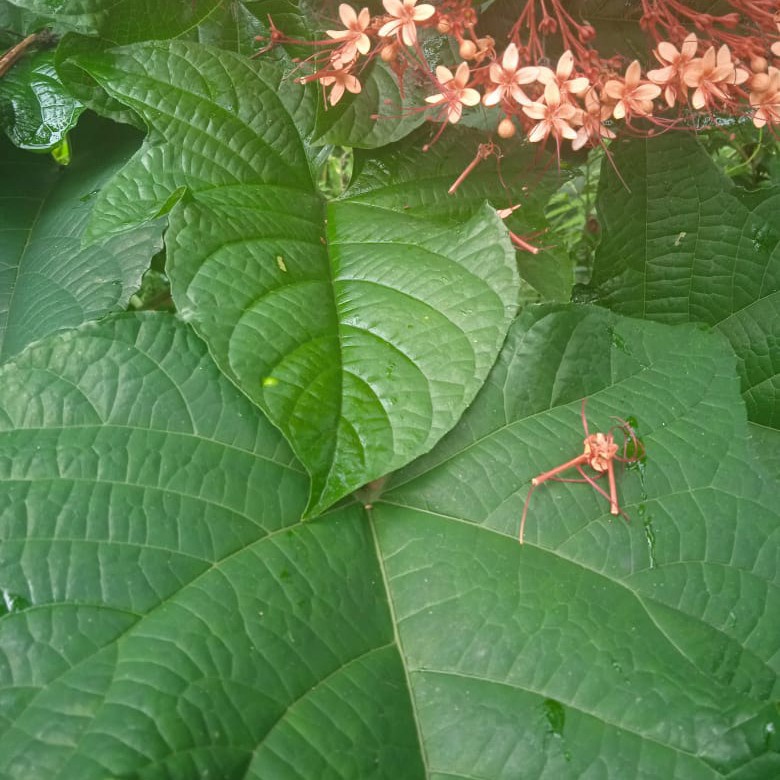 

Daun Bunga Pagoda Herbal