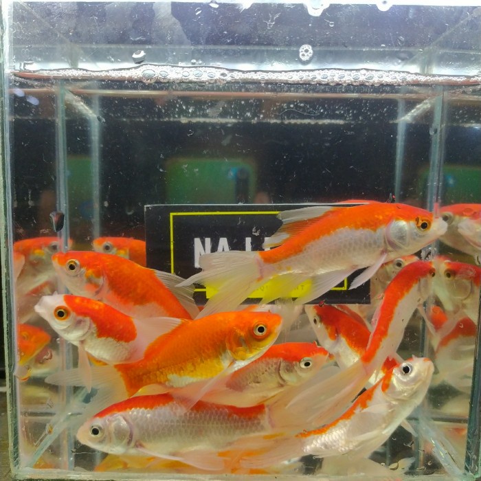 Komet Merah Slayer Penghias Aquarium Aquascape Gojek Only ya