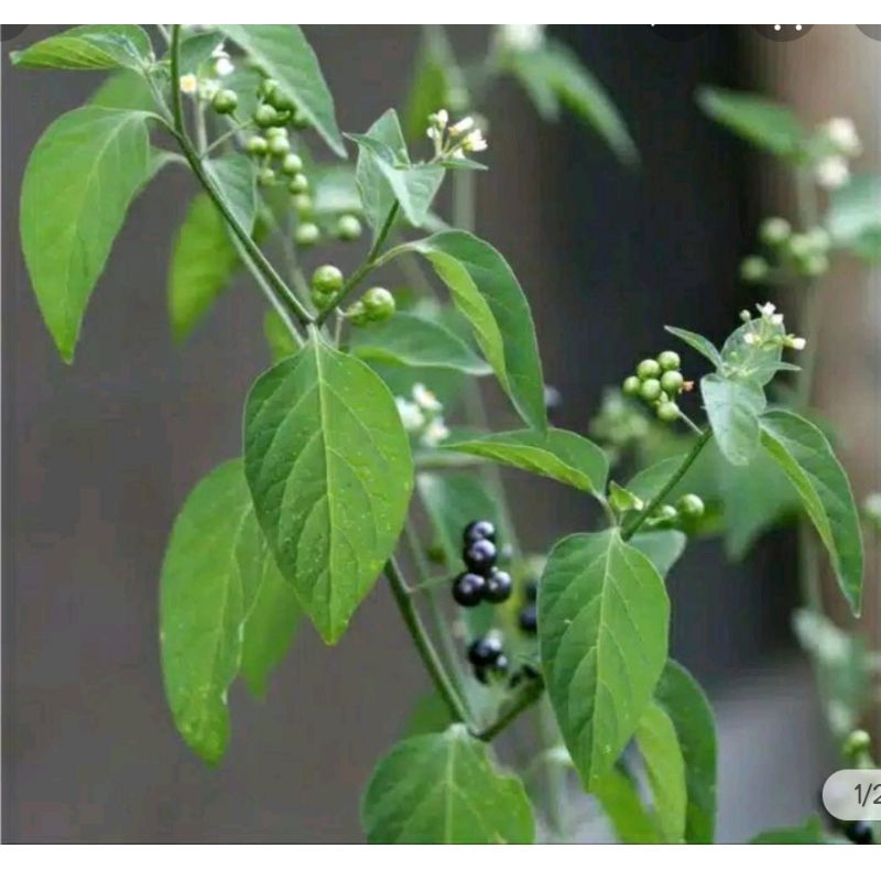 

daun ranti atau daun lenca hutan per 500 gram