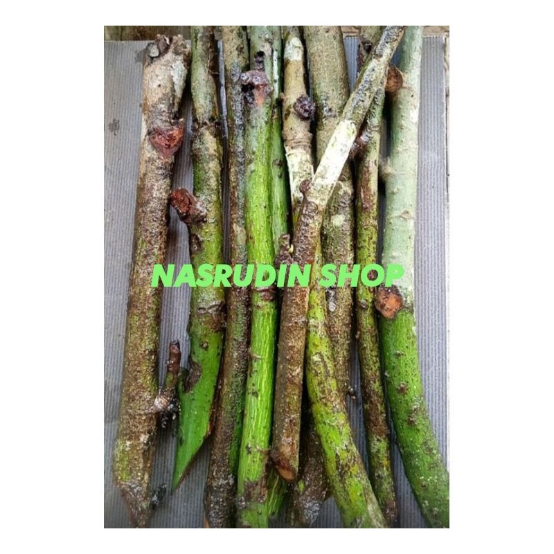 

[Fresh] BIBIT RANDU 1KG BIBIT STEK POHON KAPUK / RANGDU STEK BATANG