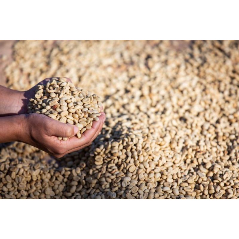 

GreenBean kopi robusta G1 Temanggung