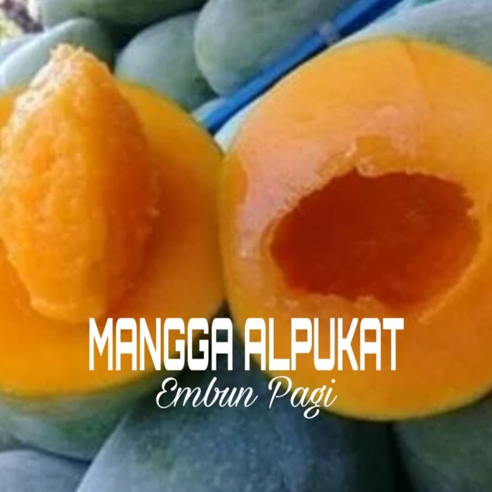 Buruan serbu] Bibit pohon buah Mangga Alpukat 1,5 Meter dari okulasi cepat berbuah