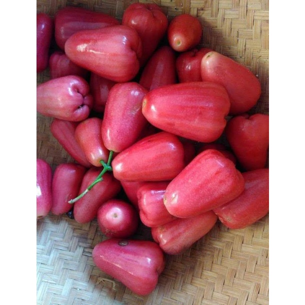 enteres jambu air Delima Demak