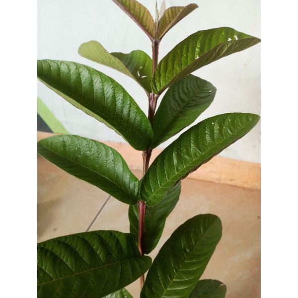 

Daun jambu Batu segar 500gram