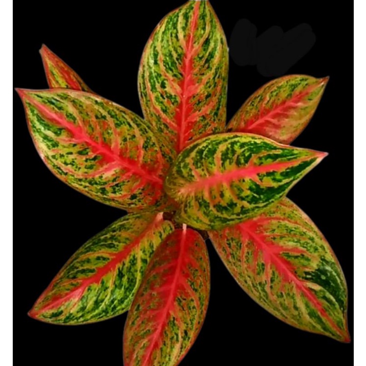 Aglonema Red Metalik