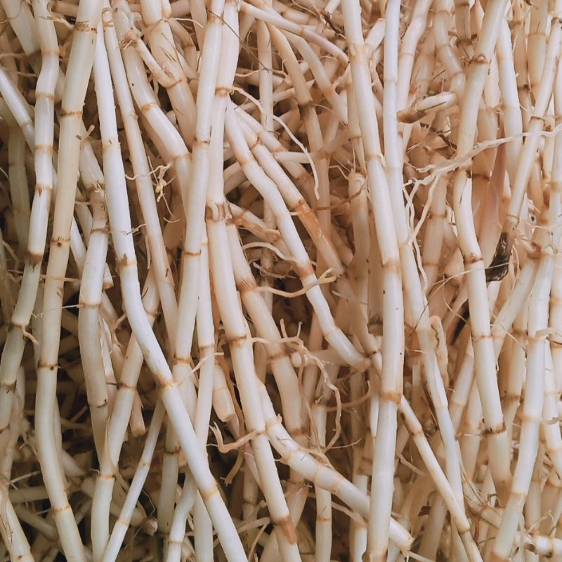 

akar alang-alang, akar ilalang segar fresh 500 gram eurih (COD)