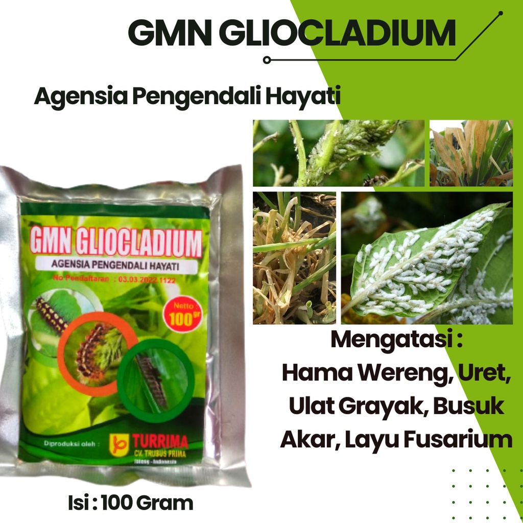 Pupuk Tanaman Cabe Anti Semut Dan Kutu Putih, Obat Patek Cabe Kriting