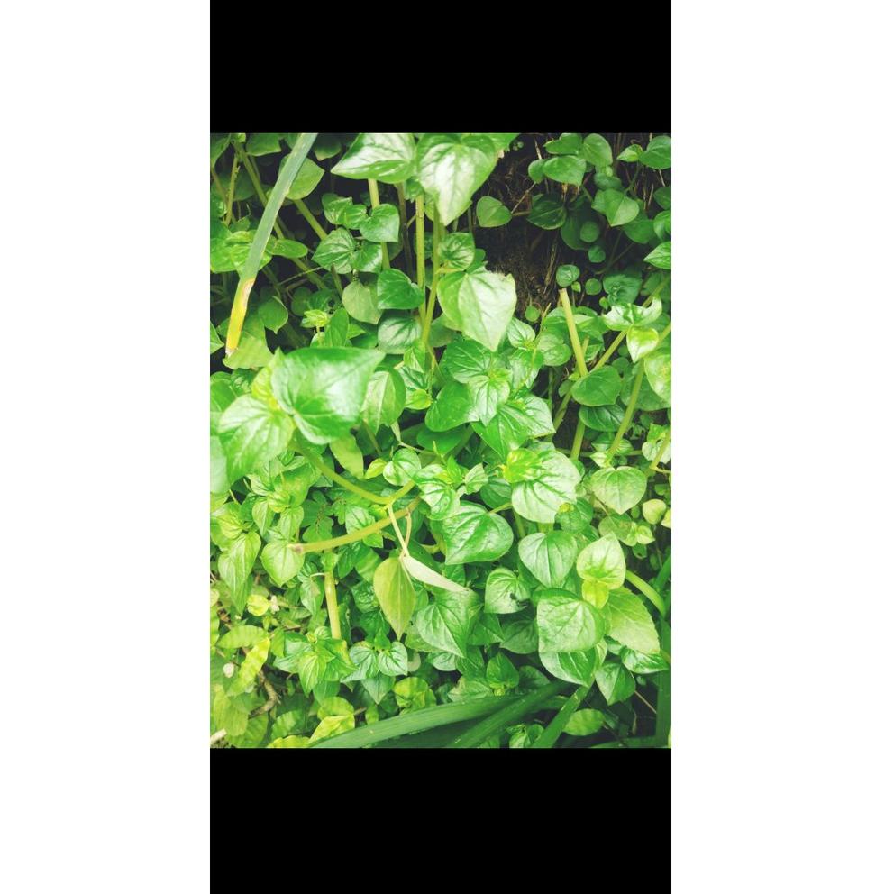 

NEW DAUN SIRIH CINA SEGAR 100GR TERMURAH /KETUMPANG AIR ✩ 891