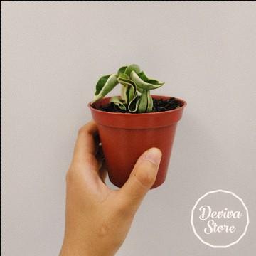 Tanaman Hias Hoya Compacta Regalis + Pot Best Seller