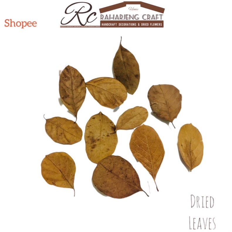 138// 10 Pcs Daun kering bahan craft kerajinan dekorasi hiasan aesthetic