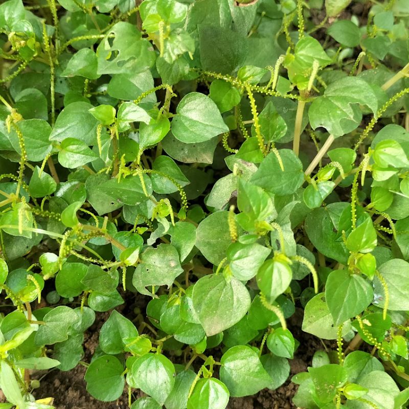

Daun Sirih Air Segar / Sirih Cina / Daun Suruhan / Ketumpang Segar 100gram