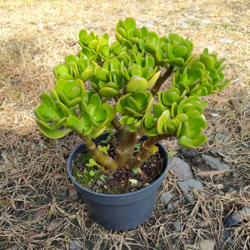 Jade Plant Bonsai / Sudah Berkayu