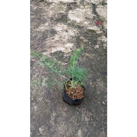 bibit pohon adas - tanaman adas - bibit tanaman herbal murah