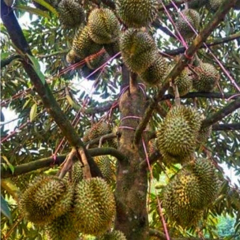 PUPUK BOOSTER DURIAN-PELEBAT BUAH DURIAN