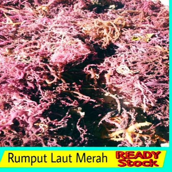 

↝ 1kg Rumput Laut Merah, Rumput Laut Untuk Parfum Walet, Obat, Eucheuma SPinosum SP, Cottoni, Skripsi ⏎