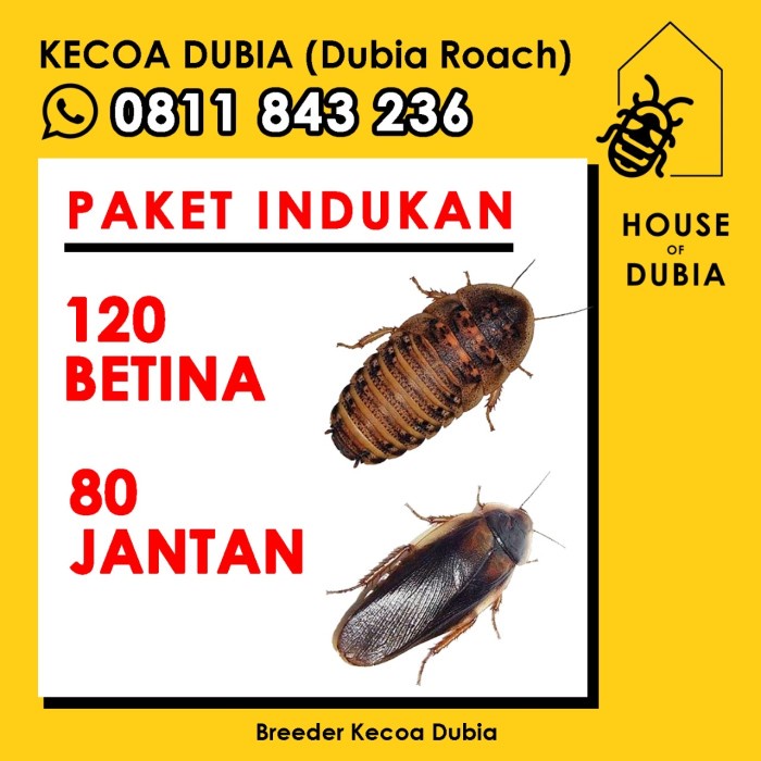 {BerjayaStore} Kecoa Dubia Indukan Paket 120 Betina  80 Jantan  Pakan Reptil Dubia Berkualitas