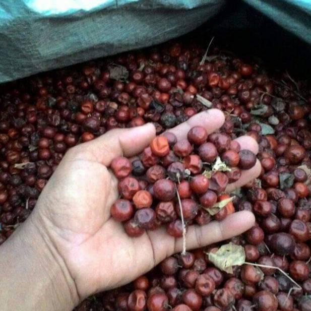 

[I-W5W][✔] BUAH BIDARA KERING 1 KG langsung kirim