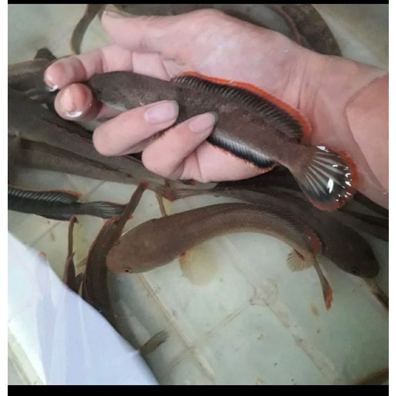 cana limbata rim merah 14 cm