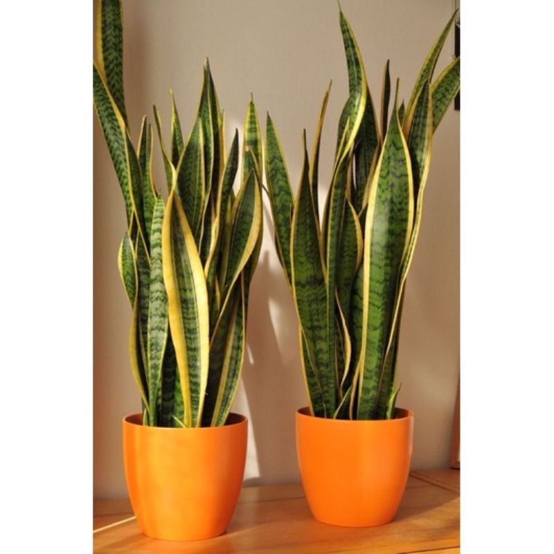 ( TERMURAH) Tanaman Hias Lidah Mertua Hidup - Sansivera Hidup - Ukuran 1Meter Bunga Lidah Mertua Ind