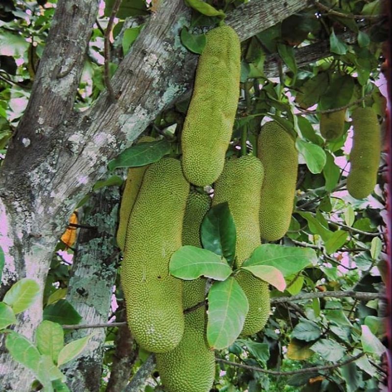 Pupuk Booster Organik Pelebat Buah Cempedak Dan Perangsang Agar Cepat Berbuah