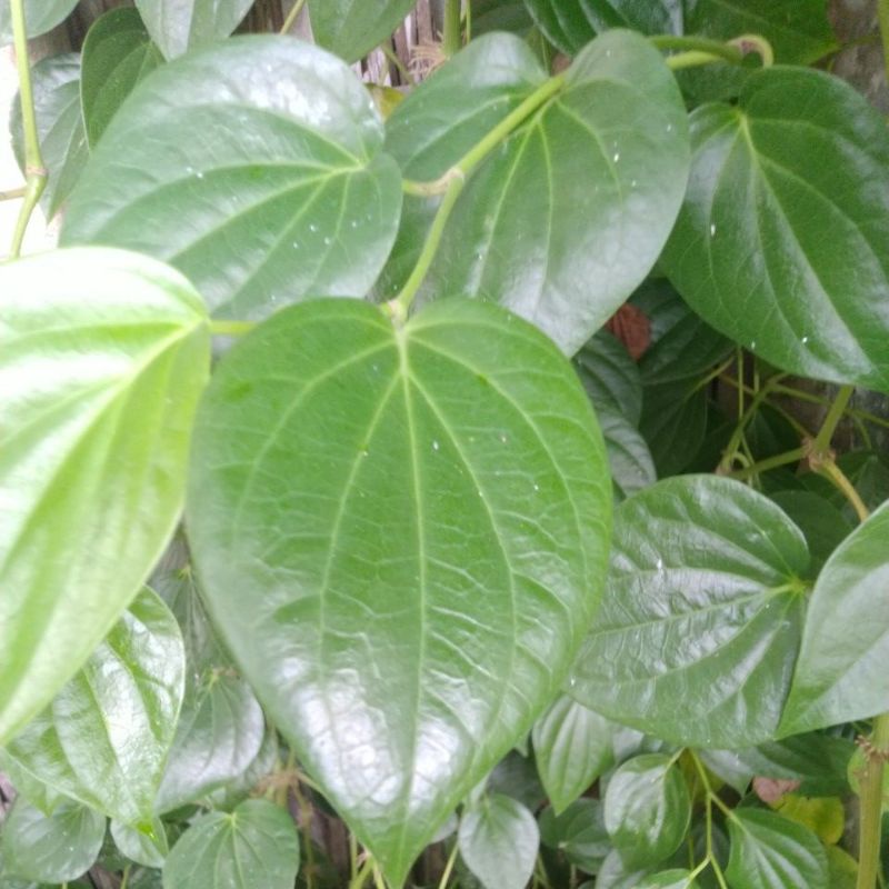 Daun sirih,Daun Sirih Segar,Daun Sirih Hijau Fresh
