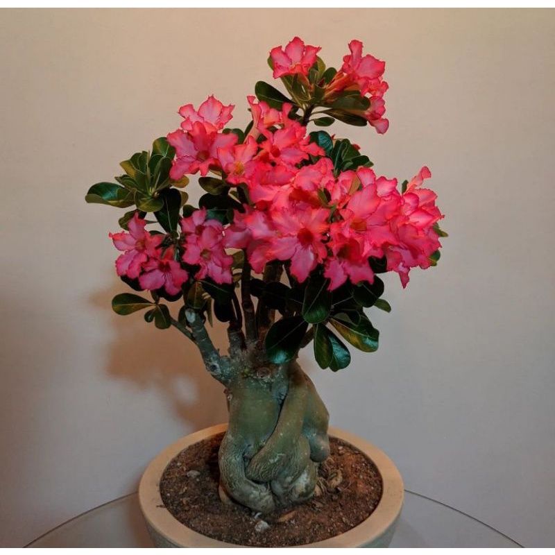 Bibit adenium bunga tumpuk Merah - adenium tumpuk cabang seribu - bunga hidup Kamboja Jepang