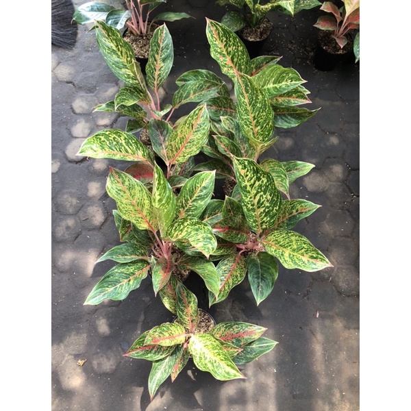 Aglaonema Gatot kaca