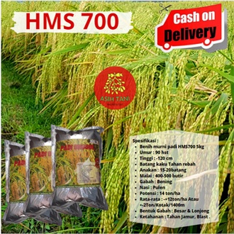 Benih Padi Unggul  HMS700 / Bibit Padi Unggul HMS700 1kg