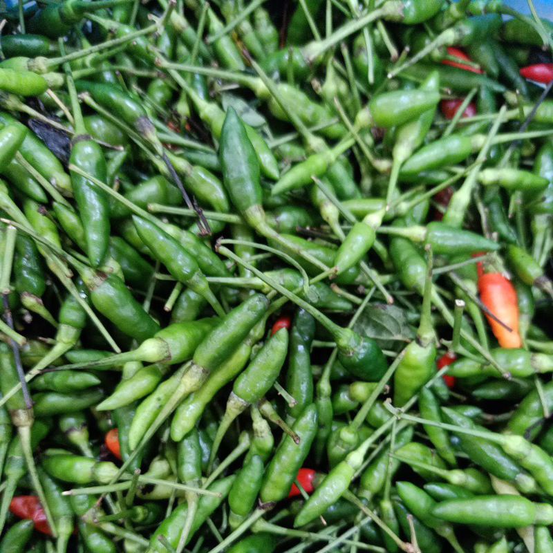 

Cabe Cabai Rawit cuko Hijau 100 gr