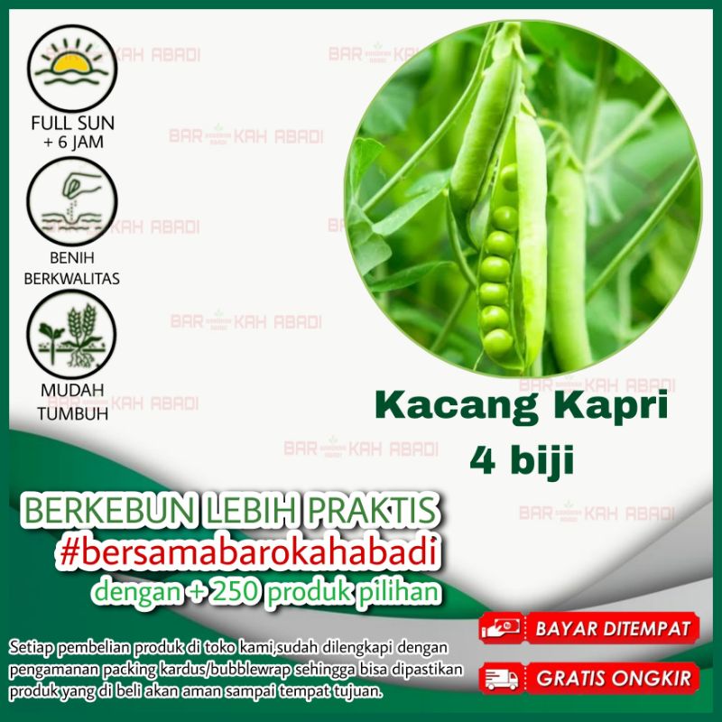 4 Biji - Benih Bibit Kacang Kapri Taichung No 11 Benih Sayuran F1 Hibrida Known You Seed Tanaman