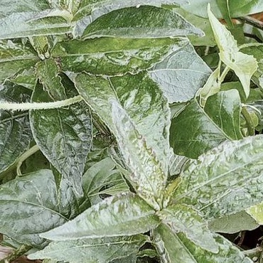 

Daun Keji Beling Pecah Beling Kjibeling segar 500 gr