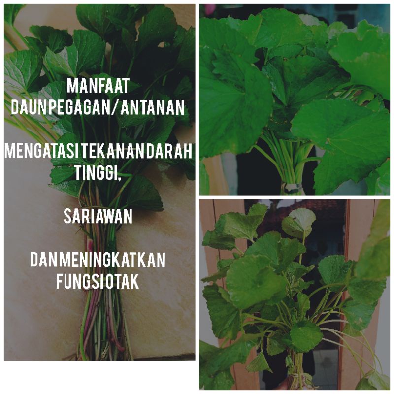 

Daun herbal Pegagan/Antanan segar500gram
