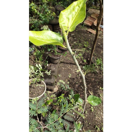 BAHAN BONSAI FICUS AUDREY/BENGHALENSIS ATAU BERINGIN INDIA