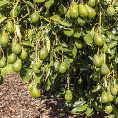 Pupuk Booster Organik Pelebat Buah Alpukat Dan Perangsang Agar Cepat Berbuah