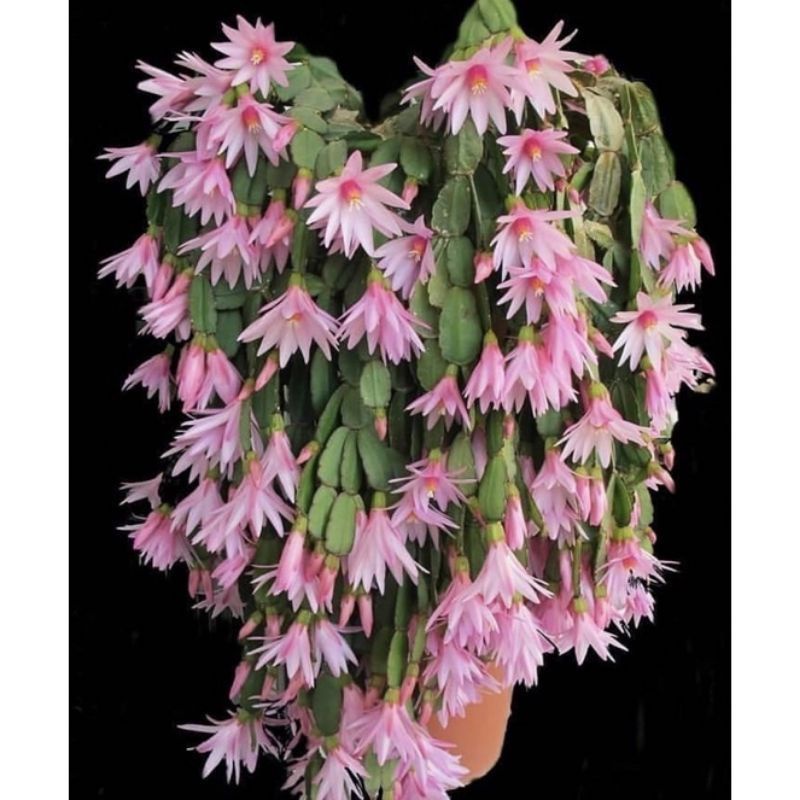 Bunga Wijaya Kusuma kepiting - Tanaman hias Wijaya Kusuma kepiting - Bunga hidup Wijaya Kusuma kepit